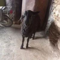 کاور بران جوان|حیوانات مزرعه|مریوان, |دیوار