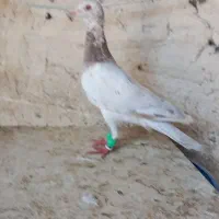 سه تا هفرنگ نر پرشی کله ماری