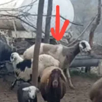 گوسفند دزدیده شده