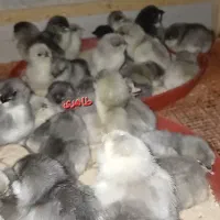 جوجه مرغ و خروس گلین طوسی|حیوانات مزرعه|اصفهان, شهید رجایی|دیوار