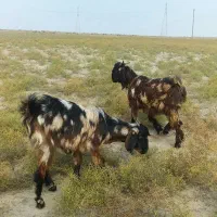 بزغاله پلنگی پاکستانی لنگه ۲قلو|حیوانات مزرعه|گنبد کاووس, |دیوار