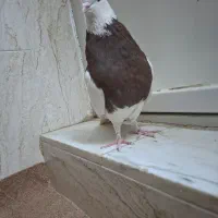 کبوتر طوقی|پرنده|برخوار, |دیوار