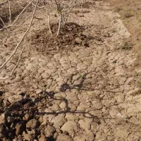 زمین باغ پسته