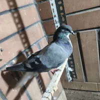 کبوتر|پرنده|قم, مسجد امام حسن|دیوار