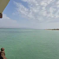 فروش سیاز خشک