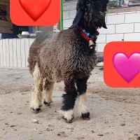 بره ماده اصل