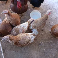 بوقلمون ماده