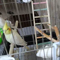 عروس هلندی ماده ۱۳۰۰|پرنده|سقز, |دیوار