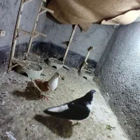 کفتر رنگه  ساده ،سینه ،طوقی