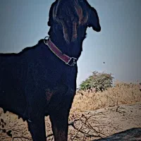 ماده رت فایلر ،