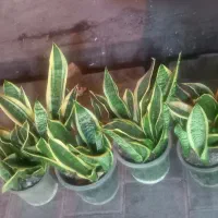 حراج گل|گل و گیاه طبیعی|مشهد, خواجه ربیع|دیوار