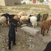 خرید دام زنده  از بازار دام و قصابی در محل|حیوانات مزرعه|بجنورد, |دیوار
