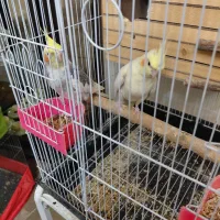 یک جفت عروس هلندی مولد در حال تخم گذاری با قفس|پرنده|تهران, امیریه|دیوار