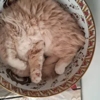گربه
