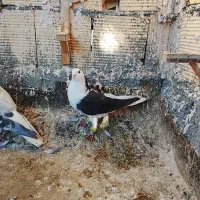 چپ سیاه امری طاووسی