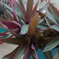 گل و گیاه طبیعی