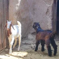 ۲عددبزغاله نر