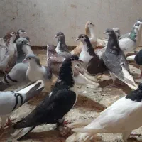 ۲۰تا ساده پرشی