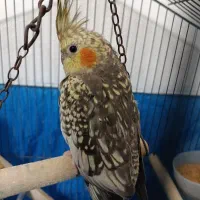 عروس هلندی|پرنده|رشت, گیل|دیوار