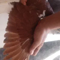 کبوتر چپ سرخ خال سیاه|پرنده|شیراز, کرونی(خاتونک)|دیوار