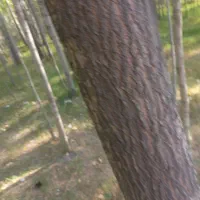 خریدار انواع چوب|خدمات باغبانی و درختکاری|شهرکرد, |دیوار