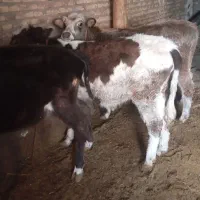 گوساله و گوسفند ماده|حیوانات مزرعه|هریس, |دیوار