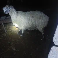 بز زاییده ومیش زاییده