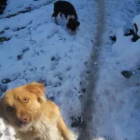 سگ پاپی|سگ|مشهد, میان ولایت|دیوار