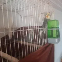 عروس هلندی سخنگو