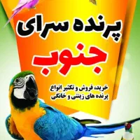 عروس هلندی سخنگو|پرنده|رامشیر, |دیوار