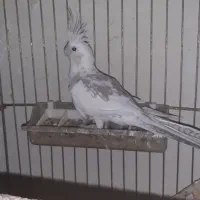 عروس هلندی ماده