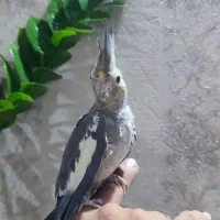 عروس هلندی ماده نژاد سینامون
