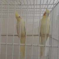 عروس هلندی مولد لوتینو