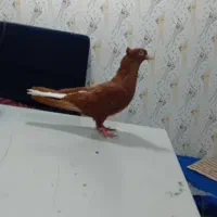 کبوتر سرخ دم سفید و ساده افقانی  ماده