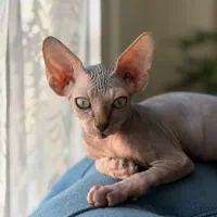 گربه نژاد خاص و کمیاب sphinx