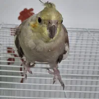 پرنده عروس هلندی جفت سیامون اهویی سخنگولوتینوکوتول|پرنده|بیرجند, |دیوار