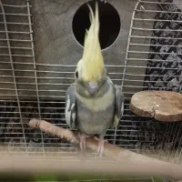 عروس هلندی نر سالم