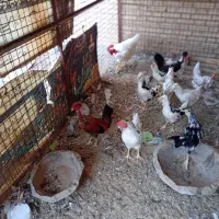 مرغ وخروس