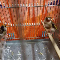 سهره|پرنده|مریوان, |دیوار