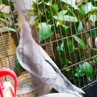 عروس هلندی سخنگو|پرنده|کرج, مصباح|دیوار