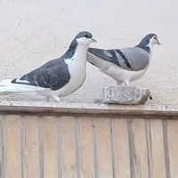 کفتر یا کبوتر دمگیر