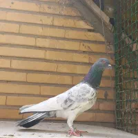 کفتر|پرنده|ری, شهادت|دیوار