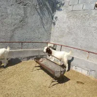 فروش ۶تا کهره نر سالم و سرحال|حیوانات مزرعه|مهر, |دیوار