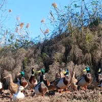 اردک کله سبز پروازی|حیوانات مزرعه|رشت, منظریه|دیوار