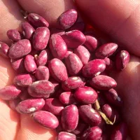 لوبیا قرمز ایرانی