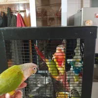 طوطی گیرینچیک و سنگال