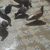 کفترامیدیه هستم