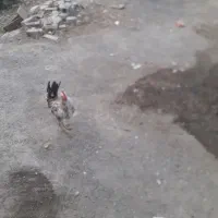 خروس