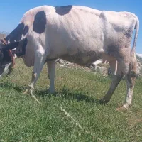 گاو شیری اصل هلشتاین چول مالی آبستن