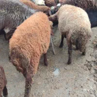 گوسفند و بره سالم واکسن خورده